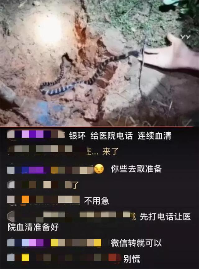 2019年,他直播挑逗银环蛇被咬送ICU,生命垂危为什么没人同情?