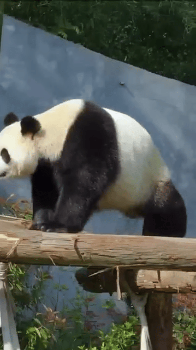 可爱大熊猫——九九,懂得养生,红山动物园的著名擦边女主播!