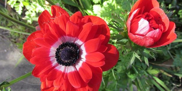 夏季室外光线强,就在庭院盆栽它们,花开艳丽、观赏价值很高