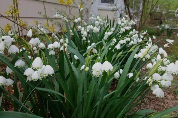 夏季室外光线强,就在庭院盆栽它们,花开艳丽、观赏价值很高