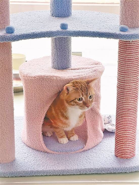 坐飞机、搭高铁、乘地铁!这个五一“毛孩子”也能说走就走