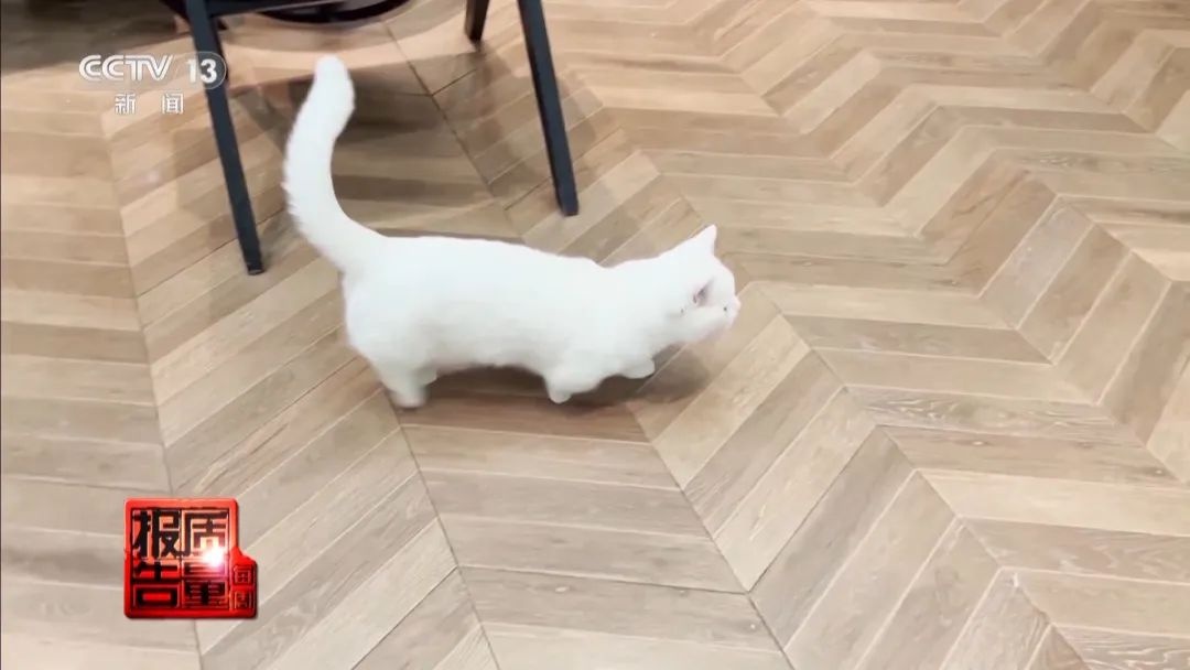 “免费送猫”背后的天价陷阱