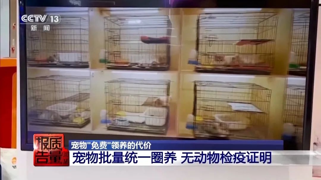 “免费送猫”背后的天价陷阱