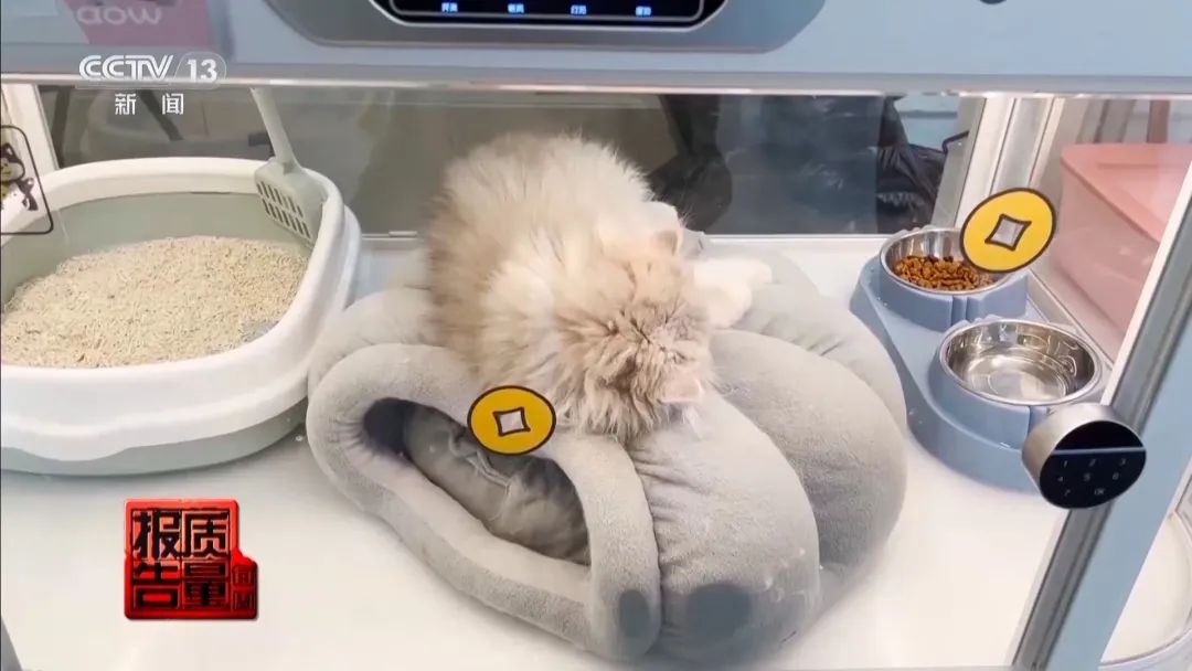 “免费送猫”背后的天价陷阱