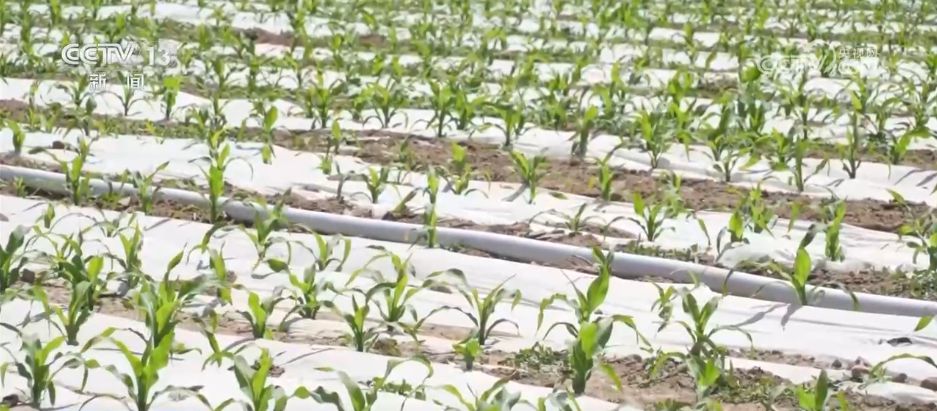 “科学防控+精准服务”各地积极应对旱情 保障高温天气农业生产