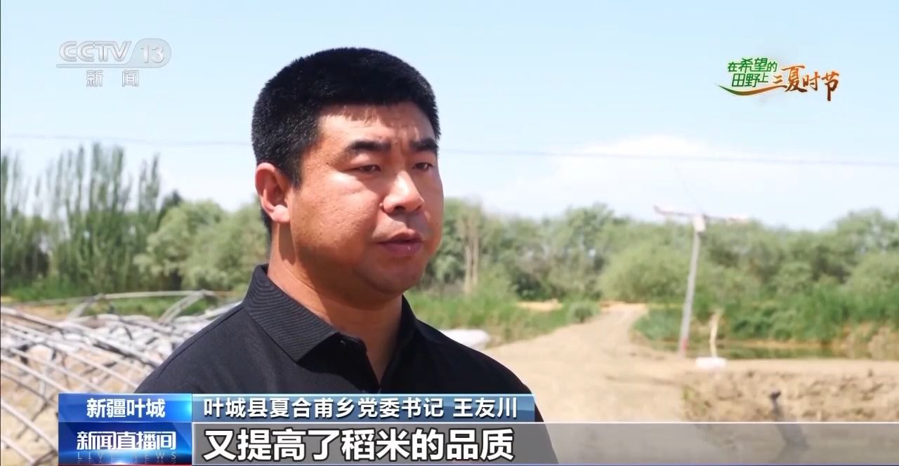 三夏时节迎丰收 小麦、稻虾、西瓜解锁农田增收“密码”