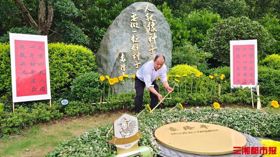 袁隆平逝世4周年，家人在墓前种下22株向日葵