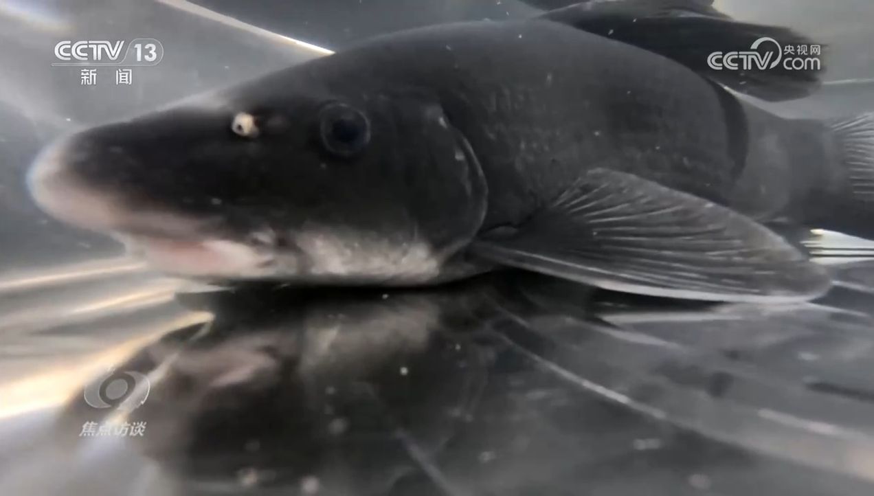 焦点访谈｜生物多样性助力我国经济高质量发展