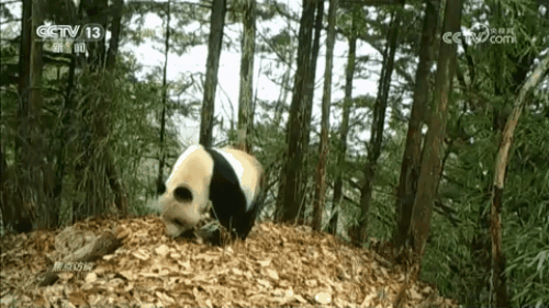 焦点访谈｜生物多样性助力我国经济高质量发展