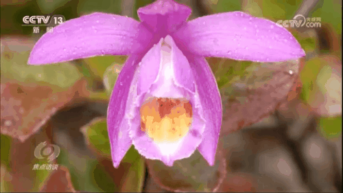 焦点访谈｜生物多样性助力我国经济高质量发展