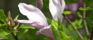 习近平与外国友人的故事｜花开满树情常在