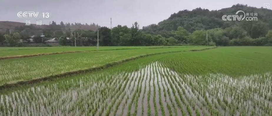 农业“大脑”护航“三夏”跑出加速度 紧盯产粮目标端牢中国人自己饭碗