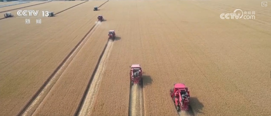 农业“大脑”护航“三夏”跑出加速度 紧盯产粮目标端牢中国人自己饭碗