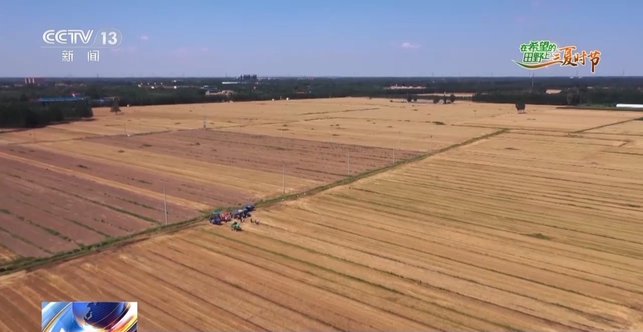 农田进了“托管班”、一地双收赚翻了……各地夏粮丰收有“粮”方