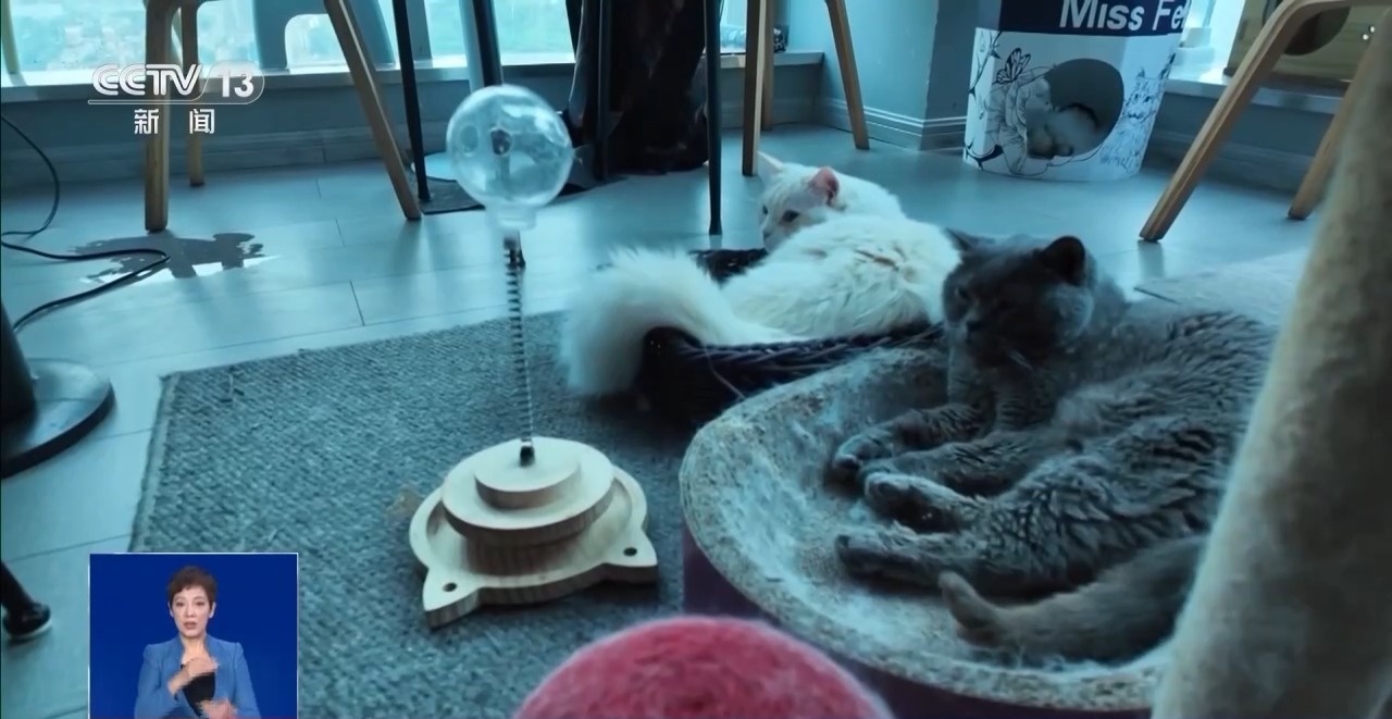 @爱宠人士 出行游玩全升级 快来开启“携宠出行”新体验