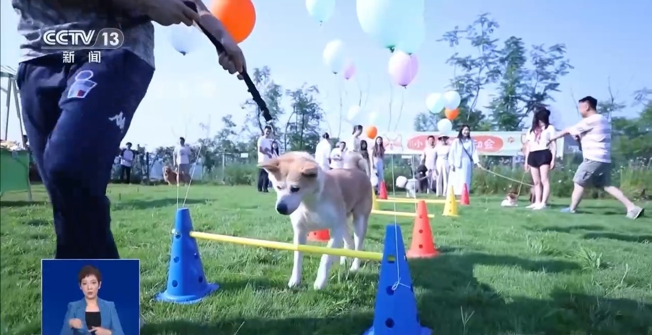 @爱宠人士 出行游玩全升级 快来开启“携宠出行”新体验