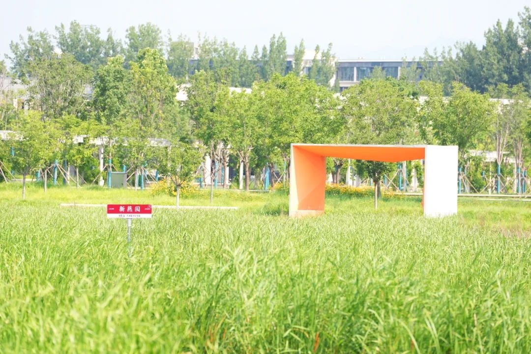 从新燕园出发,一路生花——祝2025届学子毕业快乐!