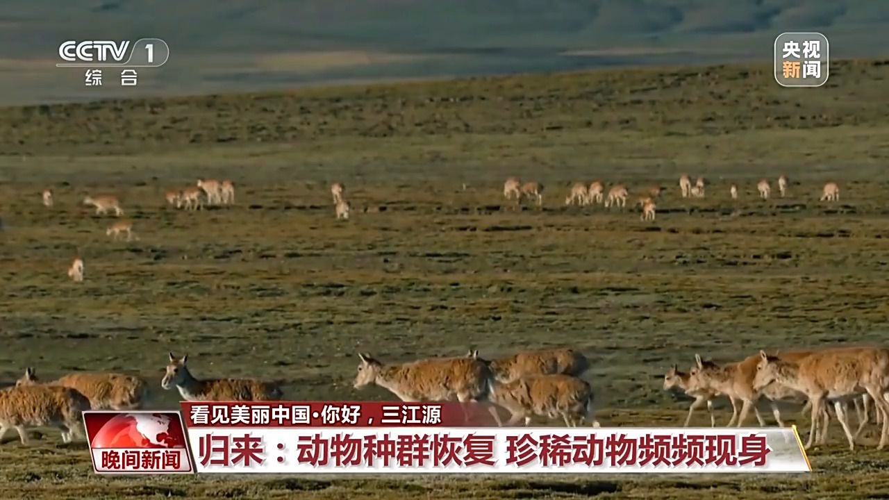 看见美丽中国丨三江源20年蜕变：千湖归来 “中华水塔”焕新生