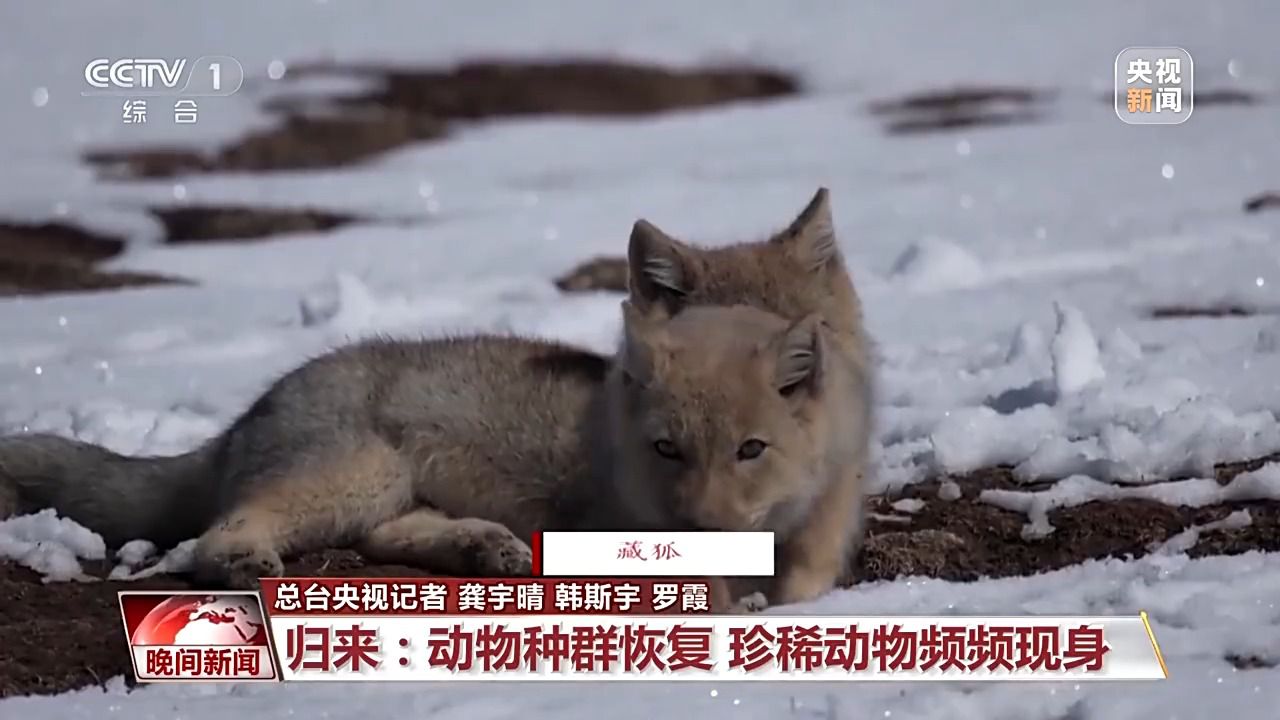 看见美丽中国丨三江源20年蜕变：千湖归来 “中华水塔”焕新生