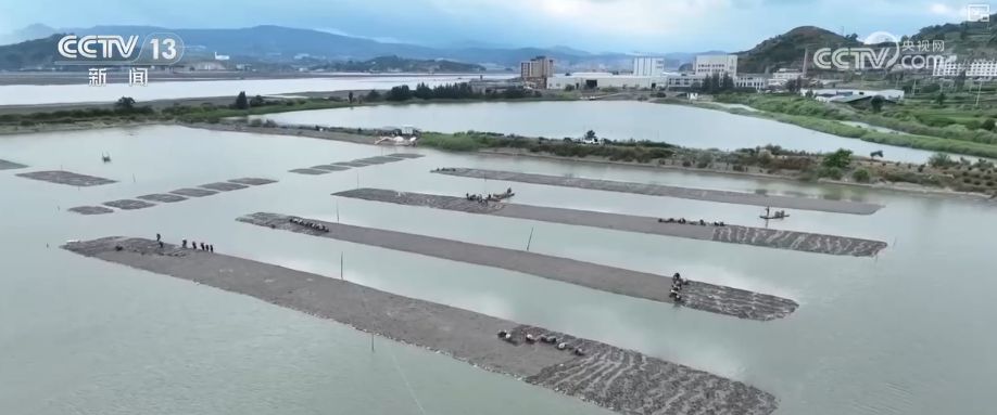 “粮饲双收”“一塘多收”……新技术“大显身手”绘就秋日别样好“丰”景