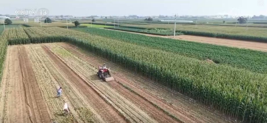 “粮饲双收”“一塘多收”……新技术“大显身手”绘就秋日别样好“丰”景