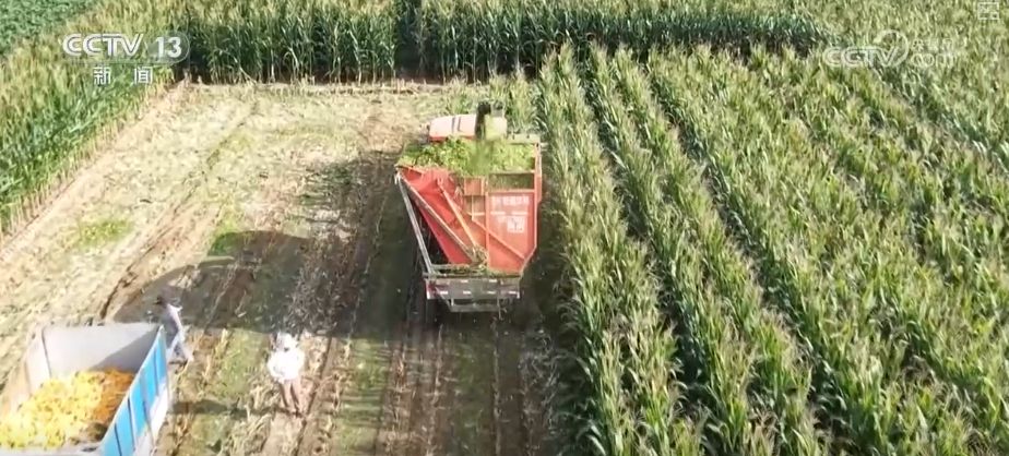 “粮饲双收”“一塘多收”……新技术“大显身手”绘就秋日别样好“丰”景