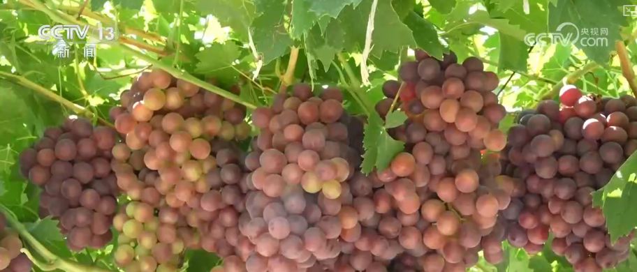 “粮饲双收”“一塘多收”……新技术“大显身手”绘就秋日别样好“丰”景