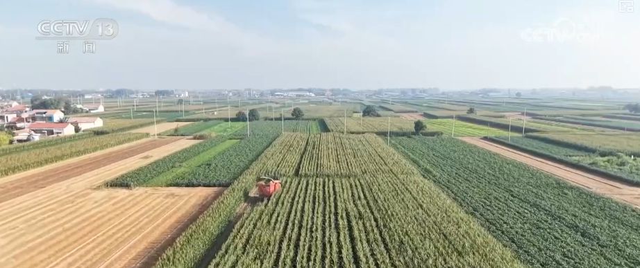 “粮饲双收”“一塘多收”……新技术“大显身手”绘就秋日别样好“丰”景