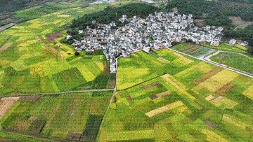 又是一年丰收时｜丰收时节享美景，农文商旅融合铺就乡村振兴画卷