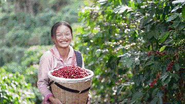 又是一年丰收时｜丰收时节享美景，农文商旅融合铺就乡村振兴画卷